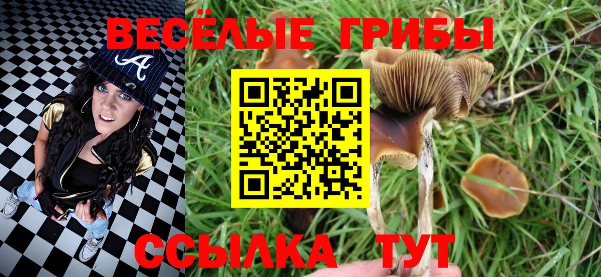 Псилоцибиновые грибы Cubensis Сланцы